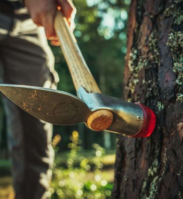 Baumschubser_Forst_-81