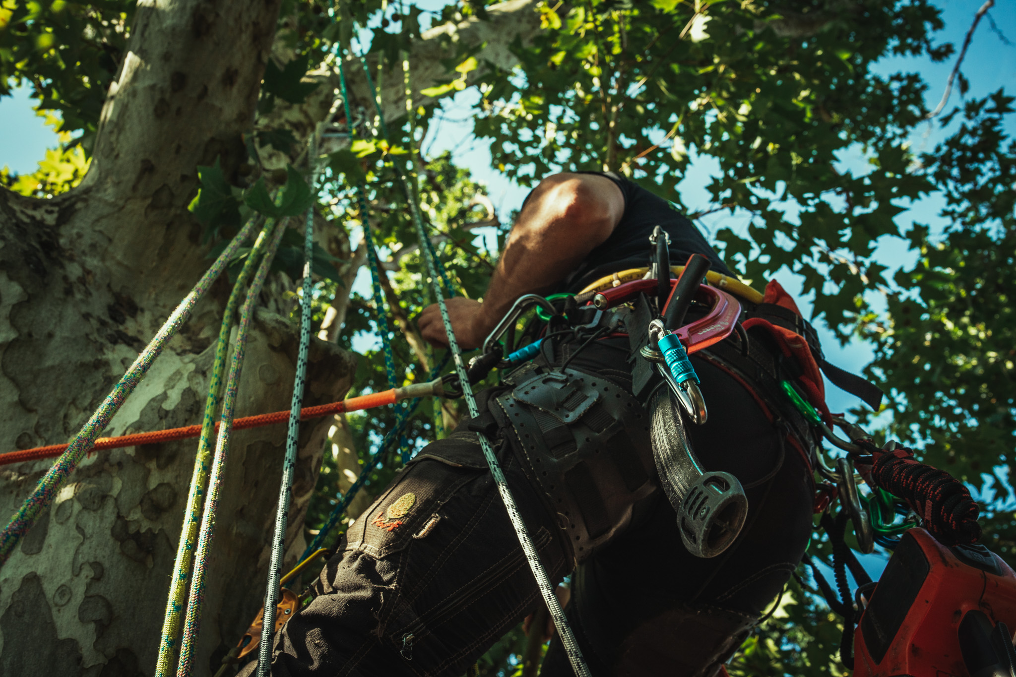 Baumschubser_Forst_-9