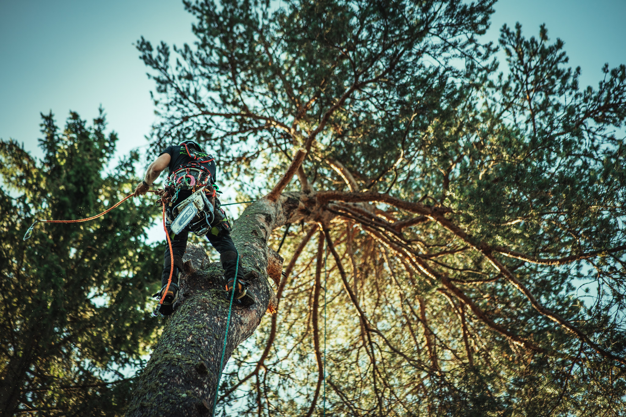 Baumschubser_Forst_-97